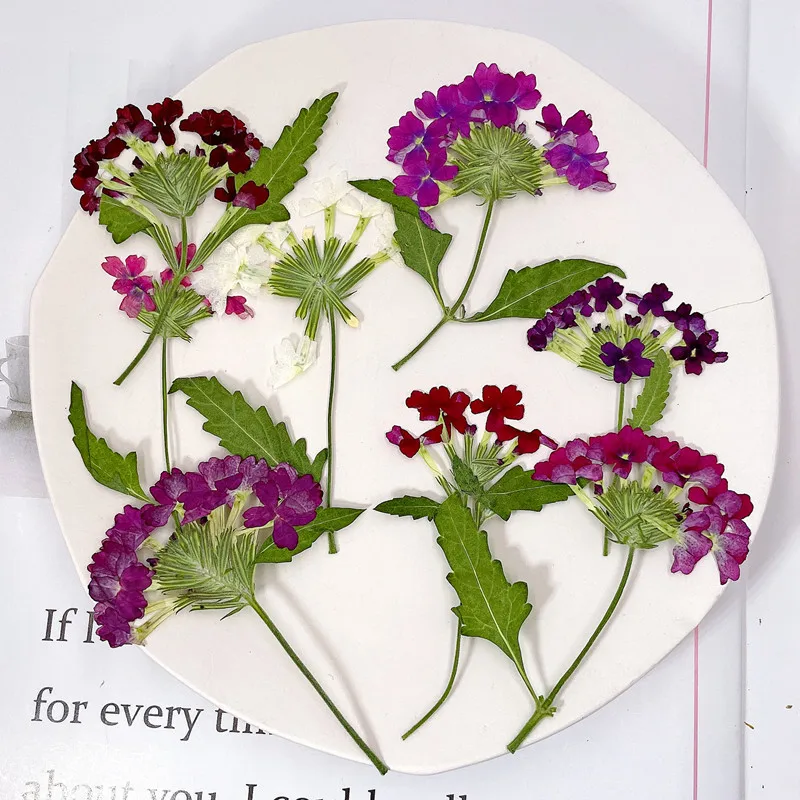 Photo Frame Baby - 12pcs/5-8cm, Natural Pressed Cherry Blossom DIY