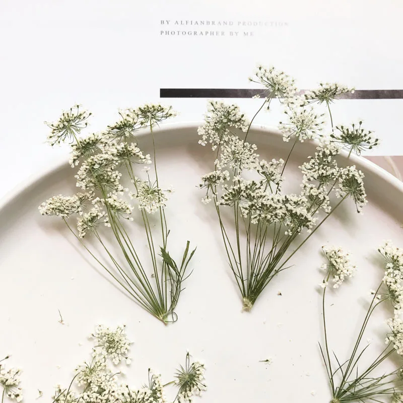 Photo Frame Baby - 5-7cm/12pcs,Snow Tiny Flowers with Branch,dried Flowers