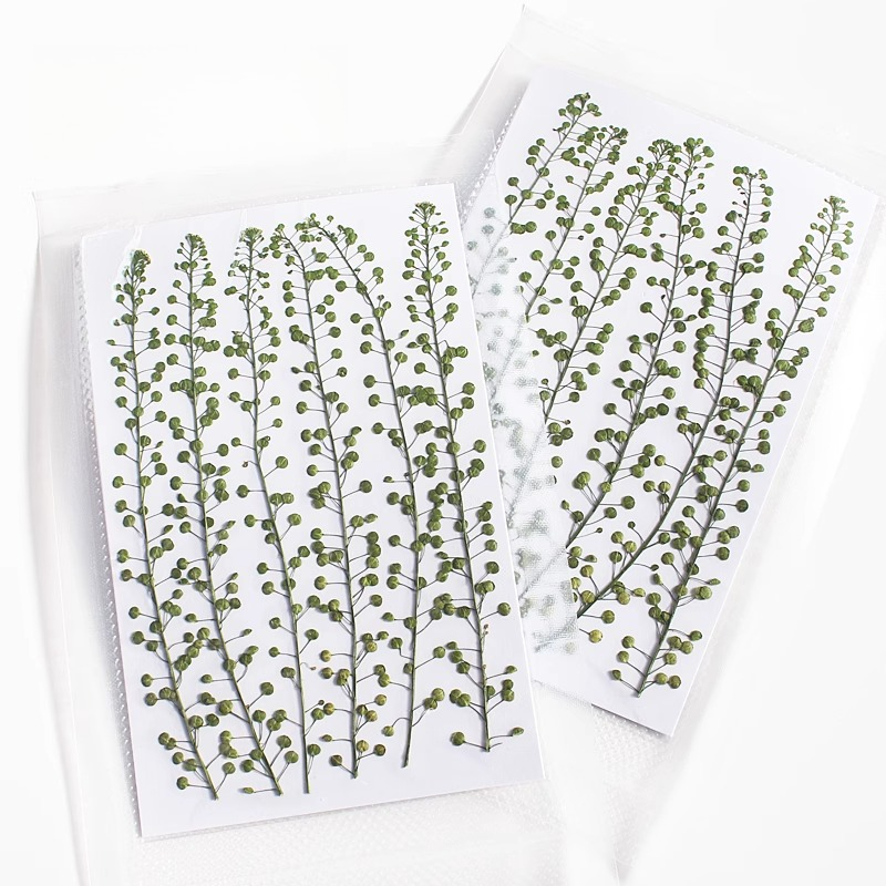 Natural Color Green Bell Grass - Photo Frame Baby ulasan dan harga