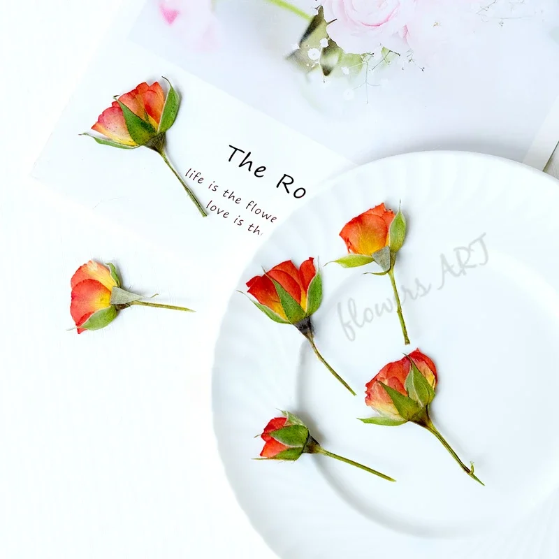 Pressed Rose Bud Flower Petals - Photo Frame Baby ulasan dan harga