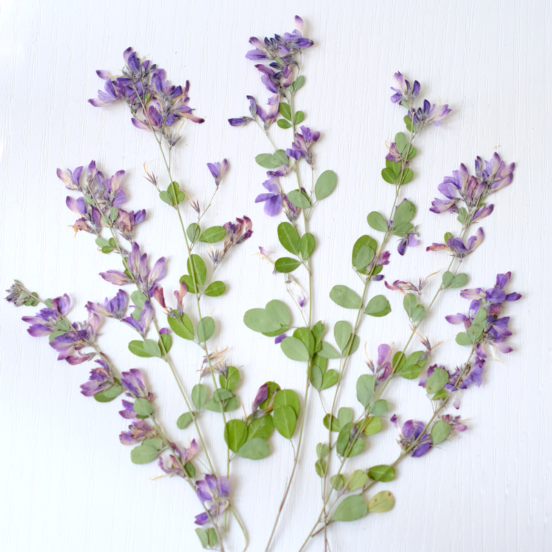 6pcs,nature Lespedeza Formosa  - Photo Frame Baby ulasan dan harga