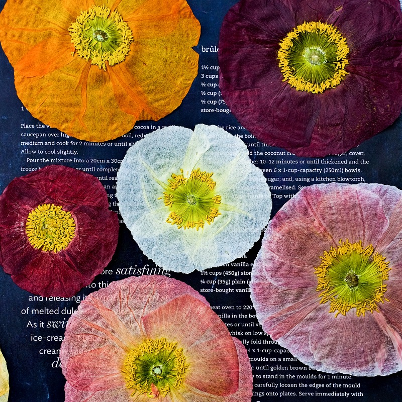 1pcs,Nature Field Poppy Presse - Photo Frame Baby ulasan dan harga
