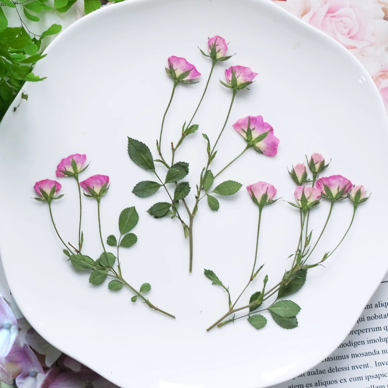 12pcs,Mini Pink Rose Pressed F - Photo Frame Baby ulasan dan harga
