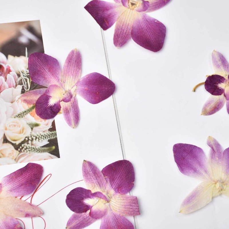 4pcs,Real Pressed Butterfly Or - Photo Frame Baby ulasan dan harga