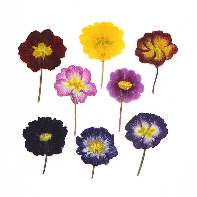 48Pcs European Primrose Teachi - Photo Frame Baby ulasan dan harga