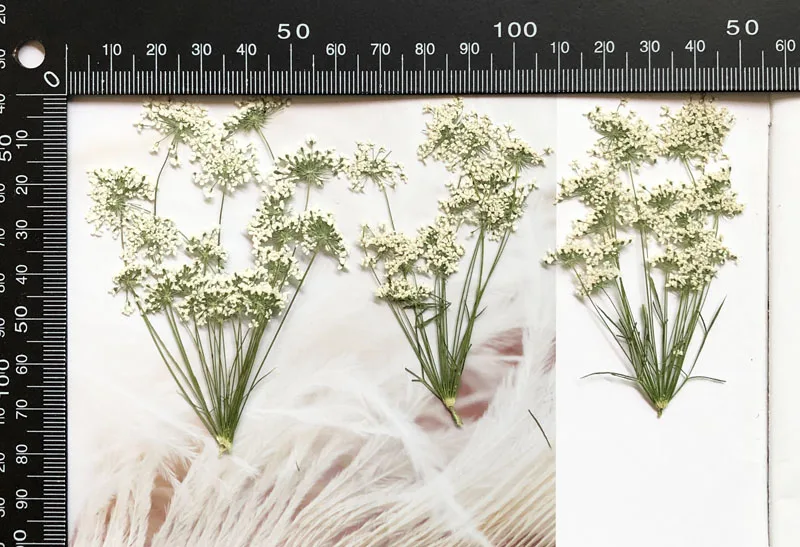 5-7cm/12pcs,Snow Tiny Flowers  - Photo Frame Baby ulasan dan harga