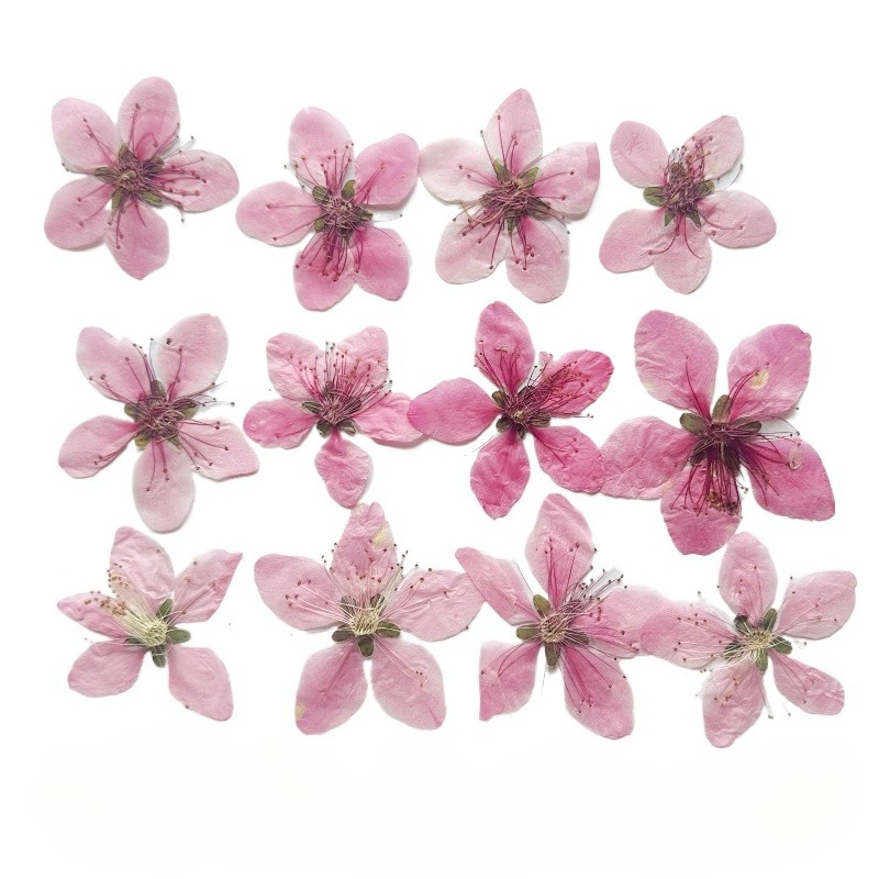 12pcs,Nature Peach Blossom Pre - Photo Frame Baby ulasan dan harga