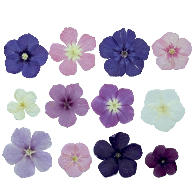 12pcs,Semi-Transparent Niche P - Photo Frame Baby ulasan dan harga