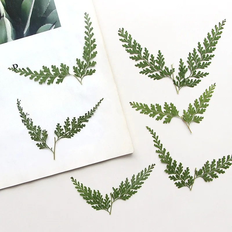 Nature Pressed Fern Branches,d - Photo Frame Baby ulasan dan harga