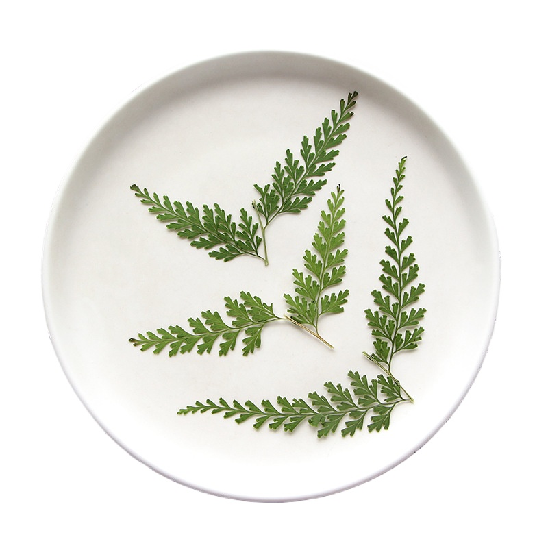 Nature Pressed Fern Branches,d - Photo Frame Baby ulasan dan harga